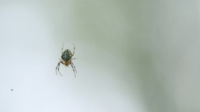 Common forest cross spider sitting on web. Genus of araneomorphic spiders of orb-web family araneidae. Close up.