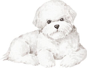 Bicho frise dog illustration