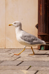 Curious sea gull walking along the city sidewalk