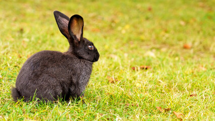 Beautiful cute rabbit sitting in a meadow with summer green grass