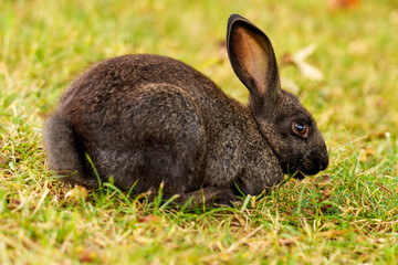 Pretty domestic rabbit on the lawn eating grass and looking at the camera
