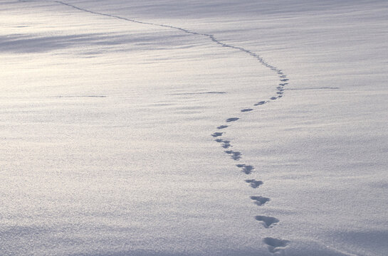 Spuren im Schnee