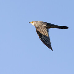 Cuckoo flies on a beautiful summer day