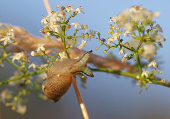 Bernsteinschnecke mit Parasit Leucochloridium