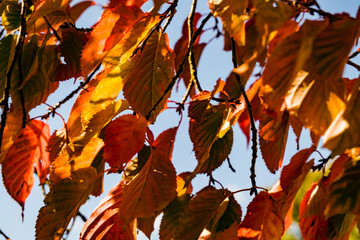 Autumn Leaves in the Sunshine