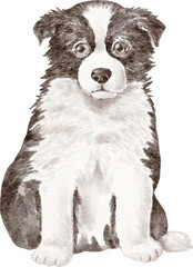 Border collie puppy illustration