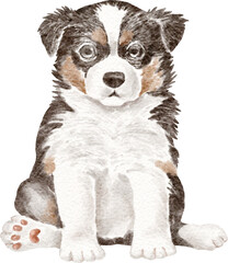Border collie puppy illustration
