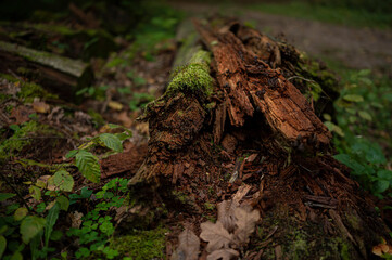 Ecosystem - Fallen tree - trunk from the inside with overgrown moss and leaves next to it - Forest in autumn
