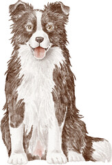 Border collie dog illustration