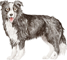 Border collie dog illustration