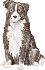 Border collie dog illustration - obrazy, fototapety, plakaty