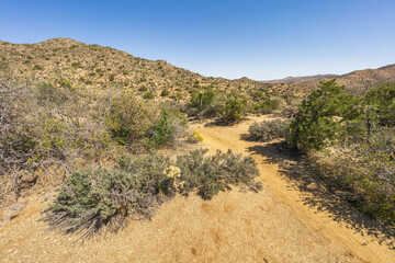 hiking the west side loop trail in black rock canyon, joshua tree national park, usa