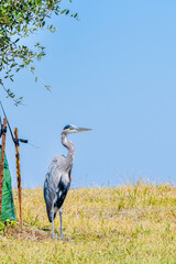 Great Blue Heron Standing on the Shore of Lake Pontchartrain in New Orleans, Louisiana, USA