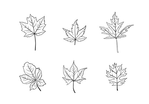 Vector illustration of hand drawn sketch leaves set. Retro and vintage style. Spring, autumn, fall or summer leaves. Sketch Floral Botany set. Hand Drawn Botanical Illustrations. 