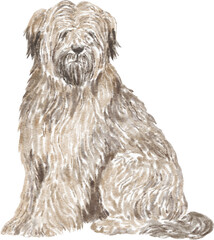 Briard dog breed illustration