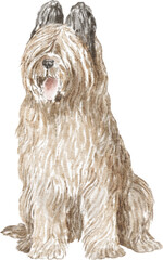 Briard dog breed illustration