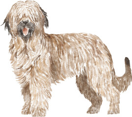 Briard dog illustration