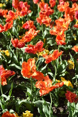 Obraz na płótnie Canvas Tulipes orange au jardin