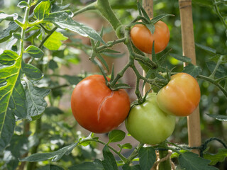 Tomatoes showing after effects of drought - with rain, the skin splits, cracks.