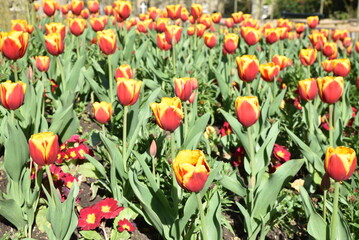 Tulipes rouge et jaune au jardin au printemps