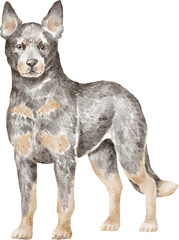 Blue heeler dog illustration