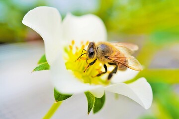 イチゴの白い花から蜜を集めるミツバチのアップ
