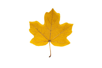 Yellow field maple leaf isolated on white background