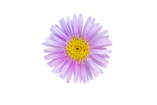 Rice button aster flower head isolated on white