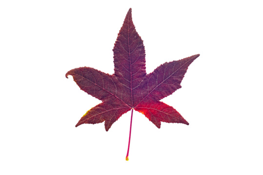American sweetgum leaf, isolated on white background