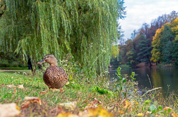 Female Mallard duck, Anas platyrhynchos, or American black duck on the shore of the lake.