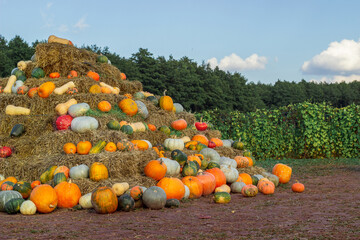 Decorative structure made of straw. Straw pyramid with colorful decorative pumpkins. Autumn mood. Harvest Festival. Beautiful autumn sunset. Horizontal. place for text
