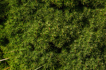 Background, texture of a green coniferous tree with needles on the branches. Photography of nature.