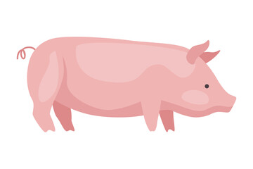 Meat factory raw production. Pig. Food industry concept element. Industrial to produce food for sale