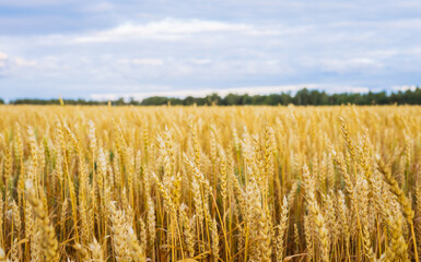 Ripe golden wheat spikelets on the field in warm autumn day. Autumn landscape. Agriculture industry.