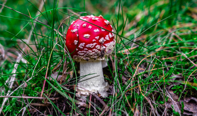 Fliegenpilz