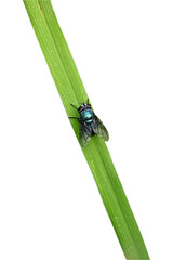 closeup the dark blue mus ca domestic a hold and sitting on green paddy plant leaf in the farm soft focus natural green white background.
