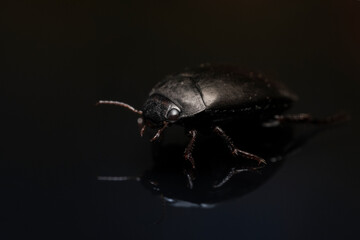 black beetle on a black background, close-up macro photography