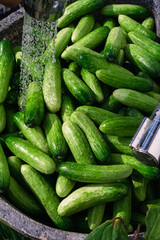 washing cucumber after harvesting, food safety