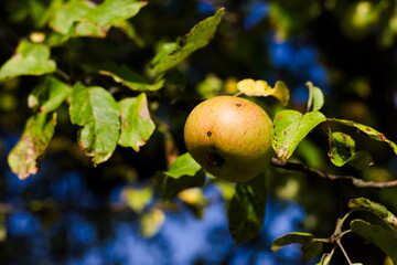 Ekologiczne jabłko na drzewie - obrazy, fototapety, plakaty