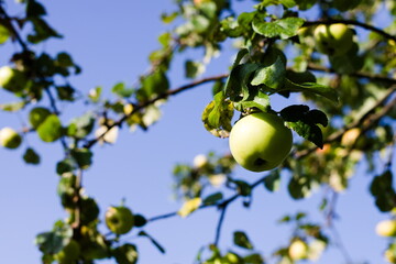 Jabłko papierówka na drzewie - obrazy, fototapety, plakaty