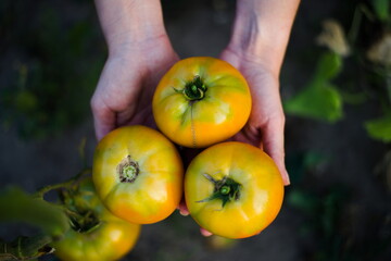 Żółty pomidor na dłoniach