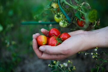 Młode pomidory w dłoniach - obrazy, fototapety, plakaty