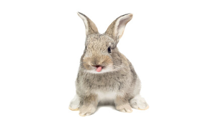 Cute bunny. Vector illustration of a cute yellow Easter bunny isolated on a white background.	