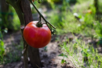 Pomidor w ogrodzie