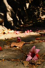 autumn leaves in water