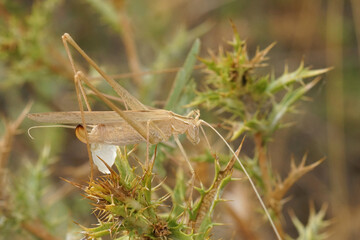 Closeup on a Mediterranean green male Lily bush-cricket, Tylopsis lilifolia