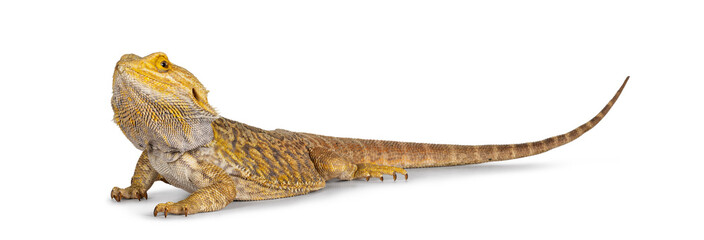 Fototapeta premium Side view of yellow Bearde Dragon aka Pogona Vitticeps. Isolated on a white background.