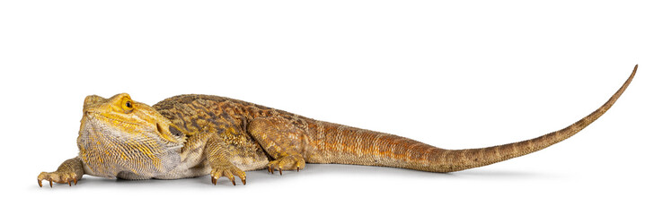 Side view of yellow Bearde Dragon aka Pogona Vitticeps. Isolated on a white background.
