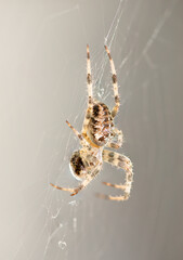 Kreuzspinne beim Fressen