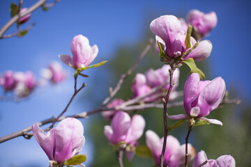 lots of pink magnolia flowers on bare branches without leaves against the background of other flowers and the sky, botanical garden in Kiev